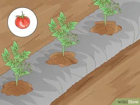 Image titled What Mulch Is Good for a Vegetable Garden Step 12