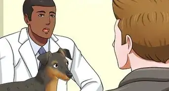 Solve Digestive Problems With Small Dogs