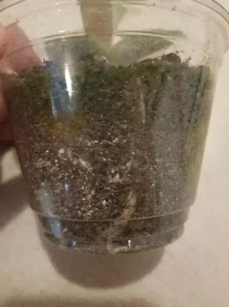 Image titled Currentpot