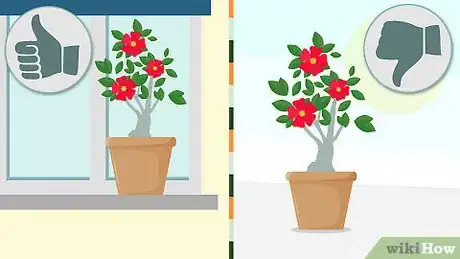 Image titled Grow Adeniums Step 16