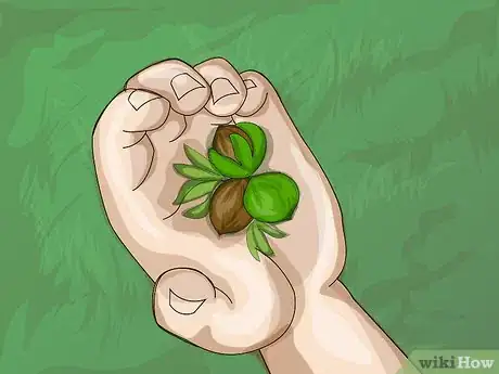 Image titled Harvest Pecans Step 4