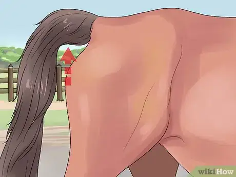 Image titled Deliver a Foal Step 7