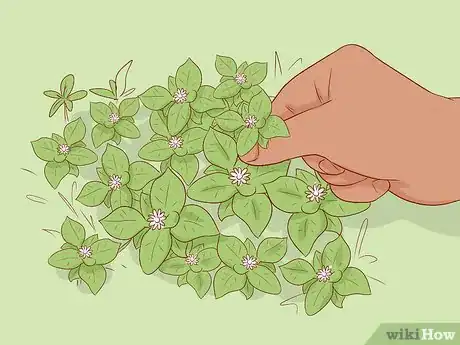 Image titled Harvest Chickweed Step 5