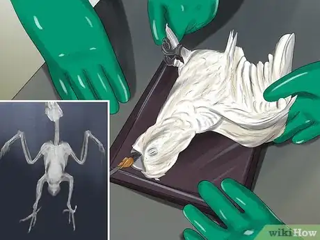 Image titled Treat Bumblefoot in Cockatoos Step 3