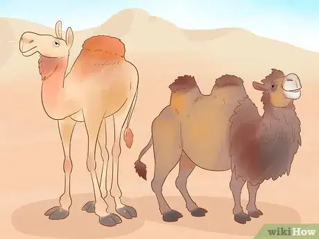 Image titled Buy a Camel Step 7