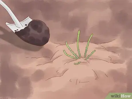 Image titled Plant a Climbing Rose Step 10