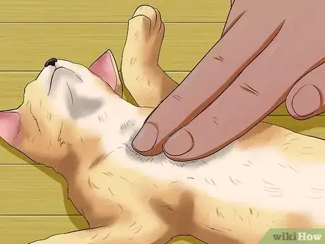 Image titled Help a Cat when No Vets Are Available Step 12