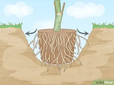 Image titled Plant a Pear Tree Step 11