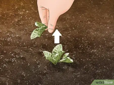 Image titled Grow Napa Cabbage Step 10