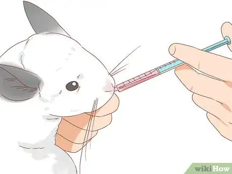 Image titled Treat Mites in Chinchillas Step 5