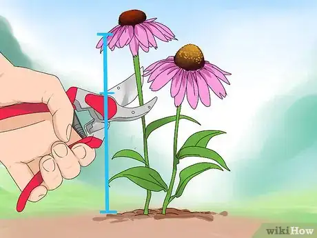 Image titled Prune Coneflowers Step 8