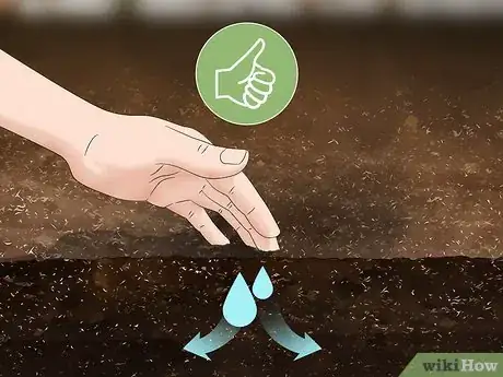 Image titled Grow Moss Rose Step 3