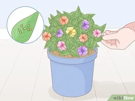 Image titled Grow New Guinea Impatiens Indoors Step 14