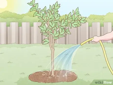 Image titled Plant a Pear Tree Step 13