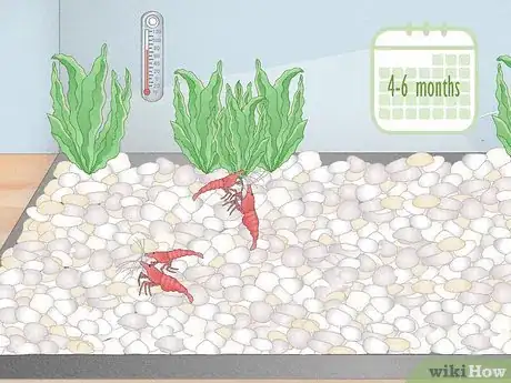 Image titled Breed Freshwater Shrimp Step 9