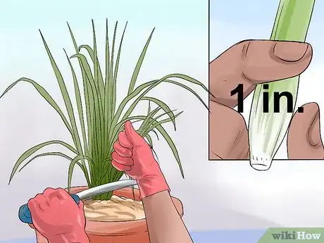 Image titled Cultivate Lemongrass Step 8