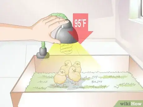 Image titled Look After Baby Chicks Step 7