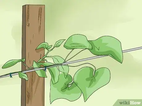 Image titled Grow a Choko Vine Step 10