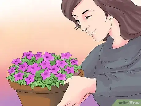 Image titled Grow Petunias Step 2