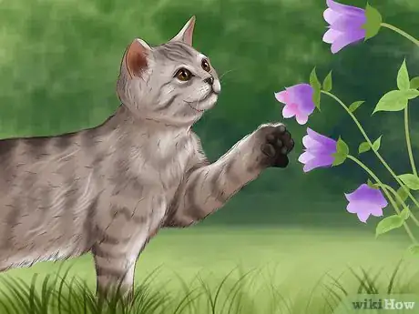 Image titled Care for a LaPerm Cat Step 4