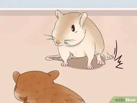 Image titled Understand Gerbil Vocalizations Step 3