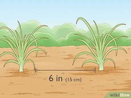 Image titled Prune Daylily Step 10