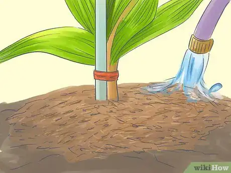 Image titled Grow a Queen Palm Step 13