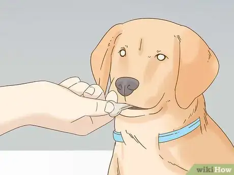 Image titled Train a Blind Dog to Handle the Stairs Step 3