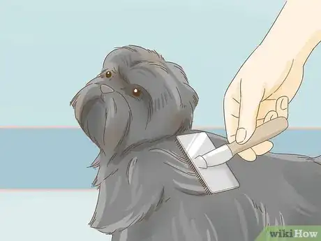 Image titled Groom an Affenpinscher Step 1
