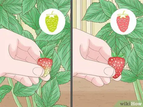 Image titled Harvest Raspberries Step 4