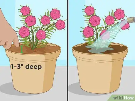 Image titled Water Carnations Step 3