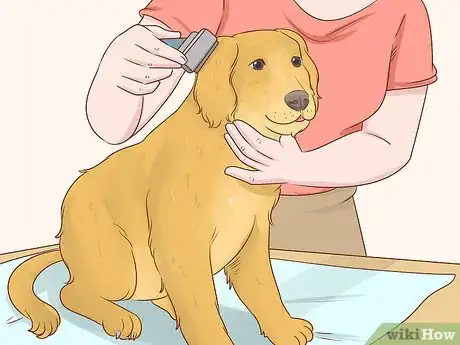 Image titled Become a Dog Walker Step 17