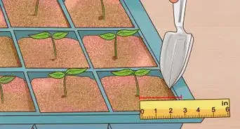 Grow Flowers from Seed