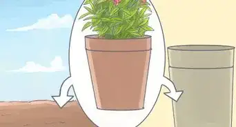 Grow Oleanders from Cuttings