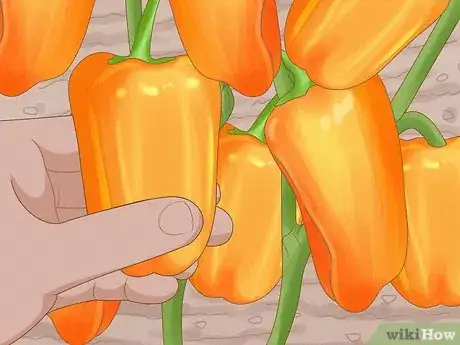 Image titled Grow Sweet Peppers Step 14
