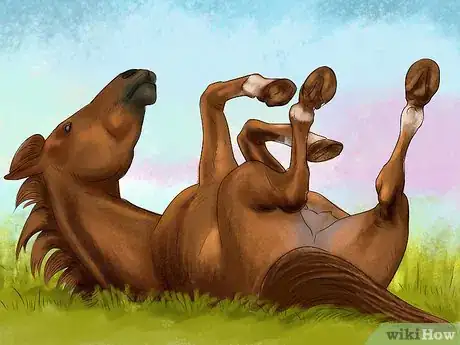 Image titled Spot Ulcer Symptoms in Horses Step 3