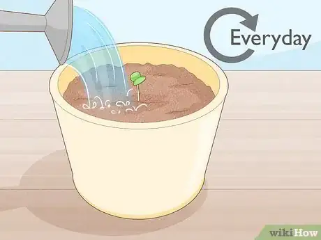 Image titled Grow Rainbow Eucalyptus Step 7