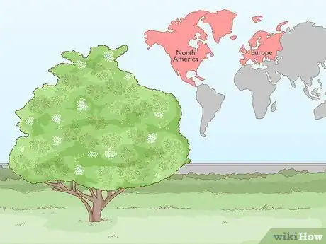 Image titled Identify Elderflower Step 1