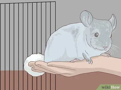 Image titled Give a Chinchilla a Dust Bath Step 11