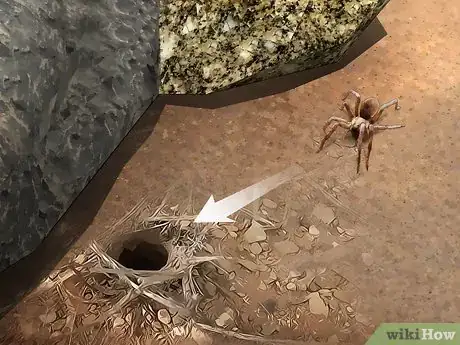 Image titled Identify a Wolf Spider Step 6