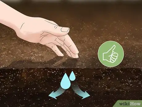 Image titled Plant Liatris Step 8