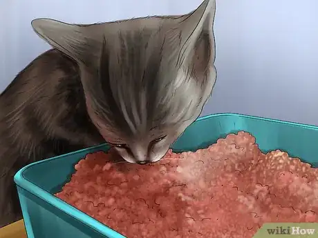 Image titled Care for a LaPerm Cat Step 1