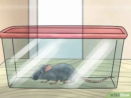 Image titled Humanely Kill a Rodent Step 4
