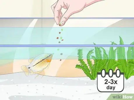 Image titled Care for a Pearl Gourami Step 6