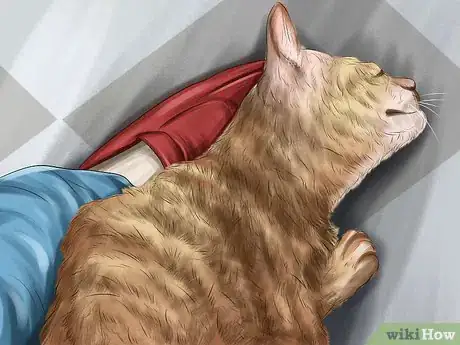 Image titled Understand Your Cat's Behavior Step 5
