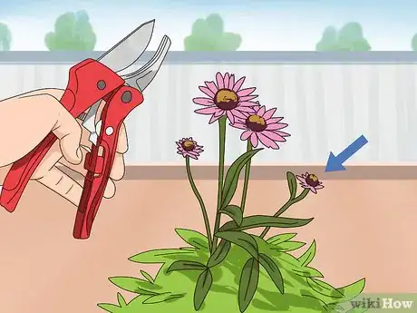 Image titled Prune Coneflowers Step 7