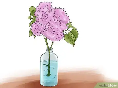 Image titled Grow Lilacs Step 3