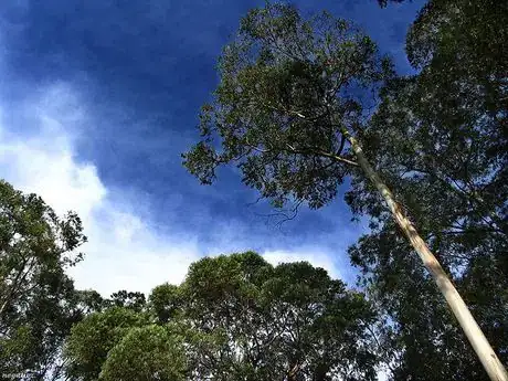 Image titled Tall_trees_and_blue_sky_4