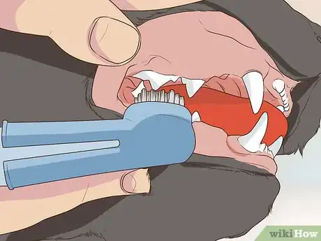 Image titled Care for an American Curl Cat Step 13