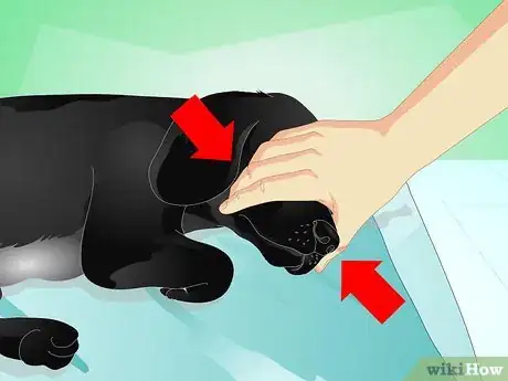 Image titled Give Your Dog a Massage Step 8